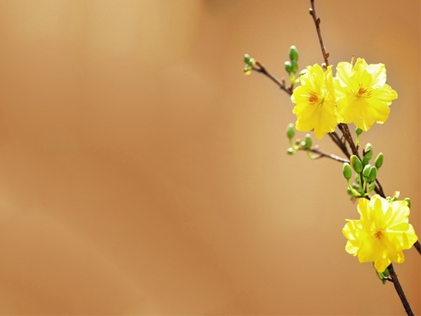 Mẫu background mùa xuân đơn giản với biểu tượng mai vàng